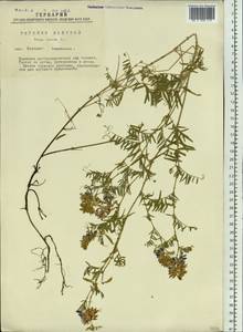 Vicia cracca L., Siberia, Western Siberia (S1) (Russia)