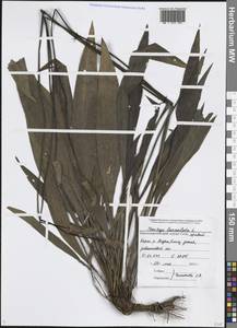 Plantago lanceolata L., Caucasus, Black Sea Shore (from Novorossiysk to Adler) (K3) (Russia)