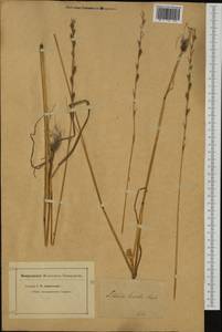 Lolium remotum Schrank, Western Europe (EUR) (Not classified)