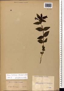 Vinca herbacea Waldst. & Kit., Caucasus, Georgia (K4) (Georgia)