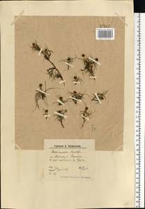 Carex maritima Gunnerus, Eastern Europe, Northern region (E1) (Russia)