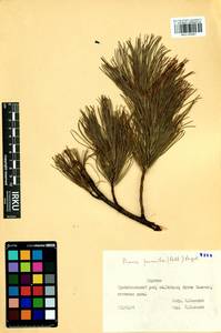 Pinus pumila (Parl.) Regel, Siberia, Baikal & Transbaikal region (S4) (Russia)