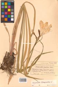 Hemerocallis lilioasphodelus L., Siberia, Russian Far East (S6) (Russia)