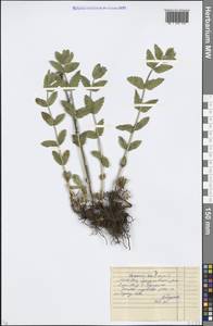 Veronica teucrium L., Eastern Europe, Moscow region (E4a) (Russia)
