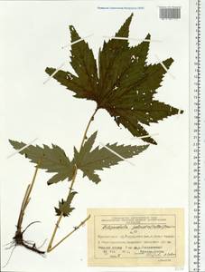 Filipendula digitata (Willd.) Bergmans, Siberia, Central Siberia (S3) (Russia)