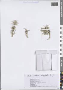 Halimocnemis longifolia Bunge, Middle Asia, Syr-Darian deserts & Kyzylkum (M7) (Uzbekistan)