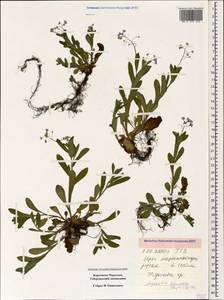 Myosotis dissitiflora Baker, Caucasus, Stavropol Krai, Karachay-Cherkessia & Kabardino-Balkaria (K1b) (Russia)