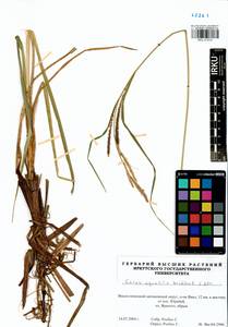 Carex aquatilis Wahlenb., Siberia, Western Siberia (S1) (Russia)