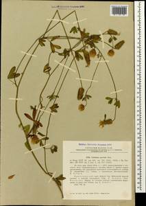 Trifolium apertum Bobrov, Caucasus, Krasnodar Krai & Adygea (K1a) (Russia)