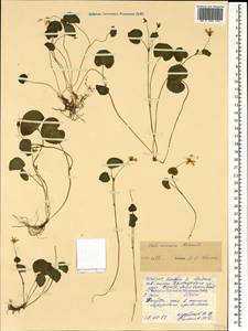 Viola caucasica Kolen. ex Rupr., Caucasus, North Ossetia, Ingushetia & Chechnya (K1c) (Russia)