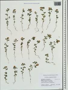 Trifolium campestre Schreb., Crimea (KRYM) (Russia)