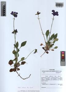 Viola altaica Ker Gawl., Siberia, Altai & Sayany Mountains (S2) (Russia)