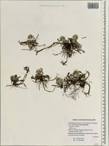 Leontopodium nanum (Hook. fil. & Thomson) Hand.-Mazz., South Asia, South Asia (Asia outside ex-Soviet states and Mongolia) (ASIA) (China)