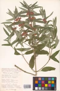 MHA 0 154 148, Phlomis herba-venti subsp. pungens (Willd.) Maire ex DeFilipps, Eastern Europe, Lower Volga region (E9) (Russia)