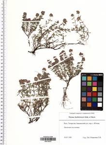 Thymus bashkiriensis Klokov & Des.-Shost., Eastern Europe, Middle Volga region (E8) (Russia)