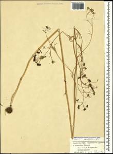 Bunium paucifolium DC., Caucasus, Armenia (K5) (Armenia)