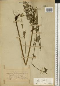 Selinum carvifolia (L.) L., Eastern Europe, Belarus (E3a) (Belarus)