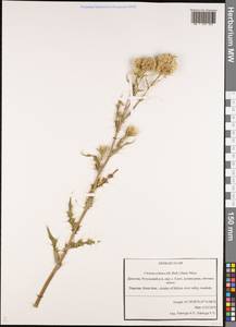 Cirsium echinus (M. Bieb.) Hand.-Mazz., Caucasus, Dagestan (K2) (Russia)
