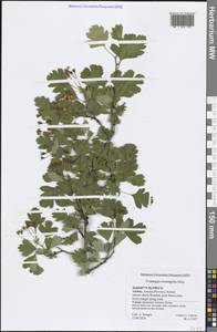 Crataegus monogyna Jacq., South Asia, South Asia (Asia outside ex-Soviet states and Mongolia) (ASIA) (Turkey)