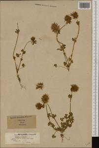 Trifolium stellatum L., Western Europe (EUR) (Italy)