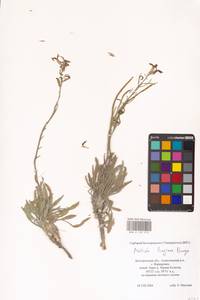 Matthiola fragrans (Fisch.) Bunge, Eastern Europe, Central forest-and-steppe region (E6) (Russia)