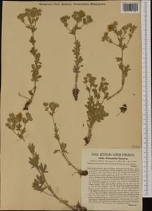 Potentilla taurica Willd. ex Schltdl., Western Europe (EUR) (Croatia)