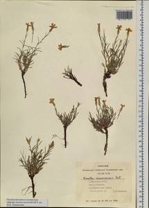 Dianthus ramosissimus Pall. ex Poir., Siberia, Altai & Sayany Mountains (S2) (Russia)