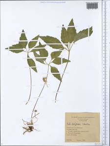 Viola dactyloides Roem. & Schult., Siberia, Yakutia (S5) (Russia)