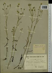 Crepis tectorum L., Siberia, Yakutia (S5) (Russia)