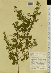 Dasiphora parvifolia (Fisch. ex Lehm.) Juz., Siberia, Russian Far East (S6) (Russia)