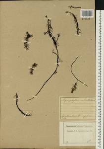 Myriophyllum verticillatum L., Eastern Europe, Central forest region (E5) (Russia)