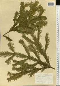 Abies sibirica Ledeb., Siberia, Western Siberia (S1) (Russia)