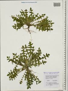 Centaurea benedicta (L.) L., Caucasus, Armenia (K5) (Armenia)