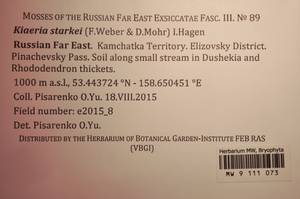 MW 9 111 073, Arctoa starkei (F. Weber & D. Mohr) Loeske, Bryophytes, Bryophytes - Chukotka & Kamchatka (B21) (Russia)