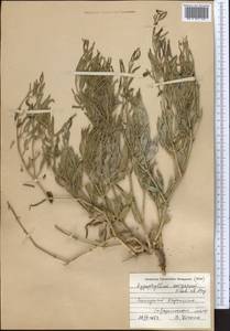 Zygophyllum ovigerum Fisch. & C. A. Mey. ex Kar., Middle Asia, Caspian Ustyurt & Northern Aralia (M8) (Kazakhstan)