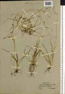 Carex algida Turcz. ex V.I.Krecz., Siberia, Chukotka & Kamchatka (S7) (Russia)