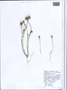 Alyssum umbellatum Desv., Caucasus, Black Sea Shore (from Novorossiysk to Adler) (K3) (Russia)