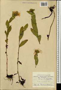 Pentanema orientale (Lam.) D. Gut. Larr., Santos-Vicente, Anderb., E. Rico & M. M. Mart. Ort., Caucasus, Azerbaijan (K6) (Azerbaijan)