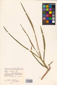 Allium sativum L., Eastern Europe, Lower Volga region (E9) (Russia)