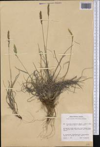 Koeleria spicata (L.) Barberá, Quintanar, Soreng & P.M.Peterson, America (AMER) (Greenland)