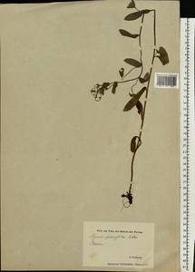 Myosotis sparsiflora J. C. Mikan ex Pohl, Eastern Europe, Estonia (E2c) (Estonia)