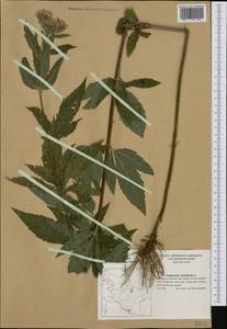 Eupatorium cannabinum L., Western Europe (EUR) (Germany)