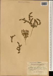 Halogeton glomeratus (Stephan ex M. Bieb.) C. A. Mey., South Asia, South Asia (Asia outside ex-Soviet states and Mongolia) (ASIA) (China)