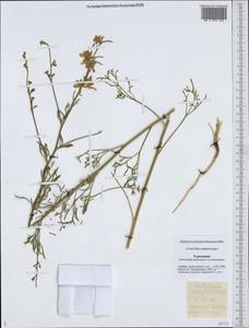 Delphinium camptocarpum Fisch. & C.A.Mey., Middle Asia, Karakum (M6) (Turkmenistan)