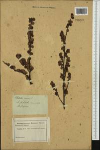 Betula nana L., Western Europe (EUR)