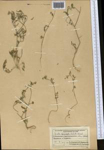 Torilis leptophylla (L.) Rchb. fil., Middle Asia, Pamir & Pamiro-Alai (M2) (Uzbekistan)
