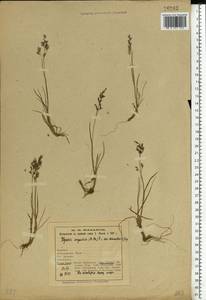 Puccinellia angustata (R.Br.) E.L.Rand & Redfield, Eastern Europe, Northern region (E1) (Russia)