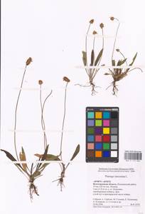Plantago lanceolata L., Eastern Europe, Lower Volga region (E9) (Russia)