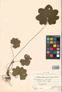 Alchemilla subcrenata Buser, Eastern Europe, Moscow region (E4a) (Russia)