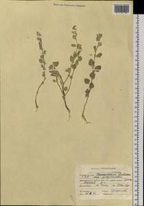 Chenopodium frutescens C. A. Mey., Siberia, Altai & Sayany Mountains (S2) (Russia)